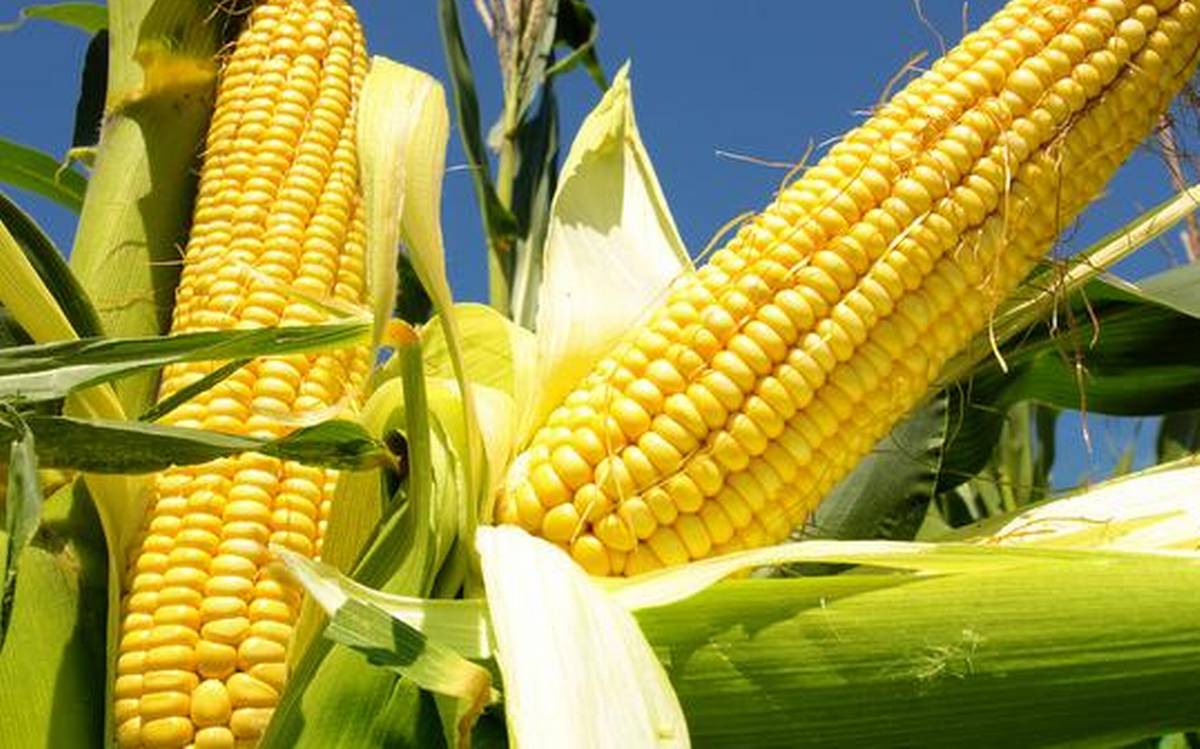Maize Importation Ban