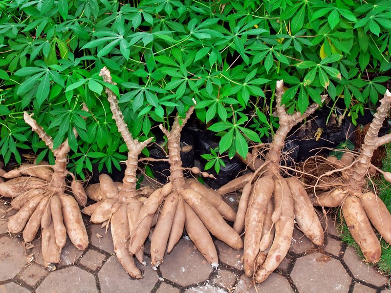 largest cassava producer