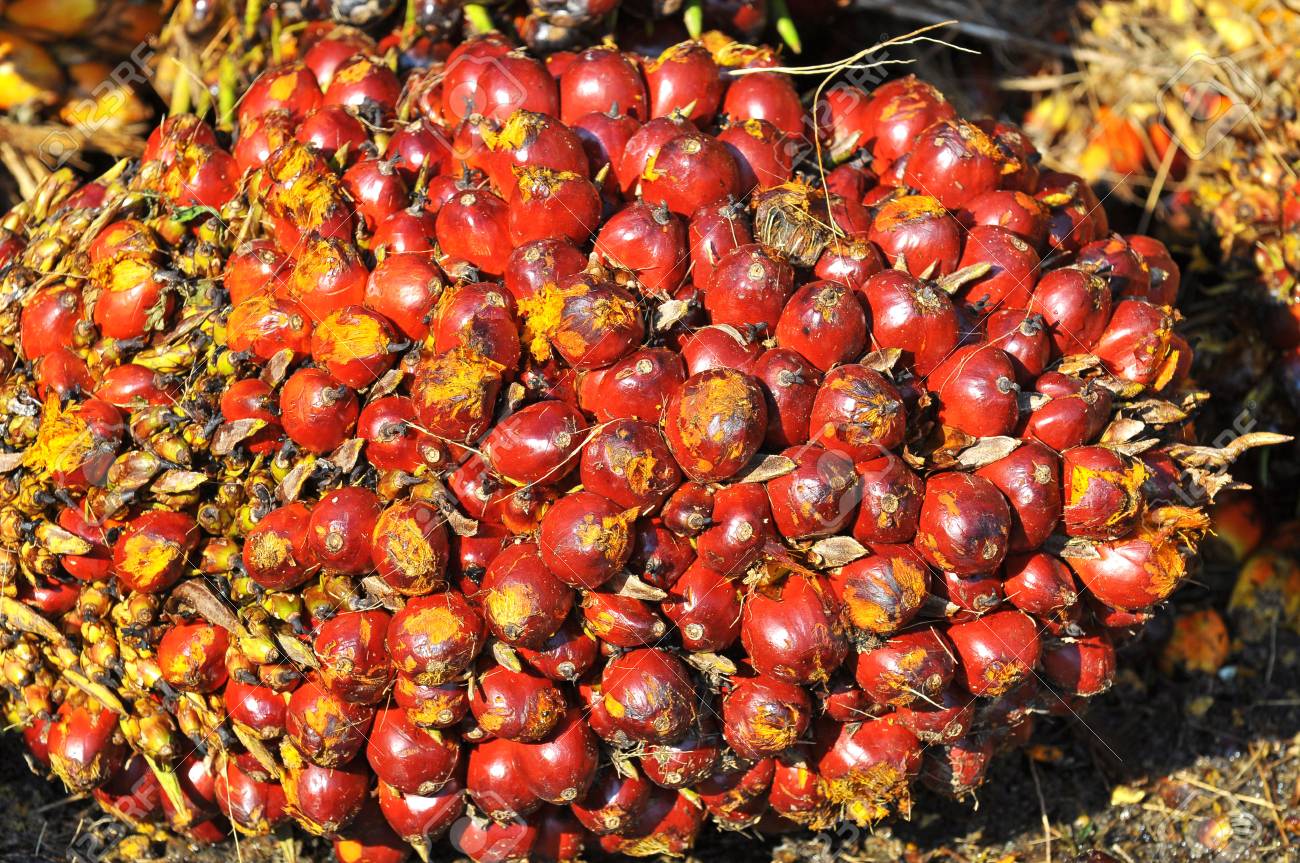 Nigeria missing from major palm oil producing countries
