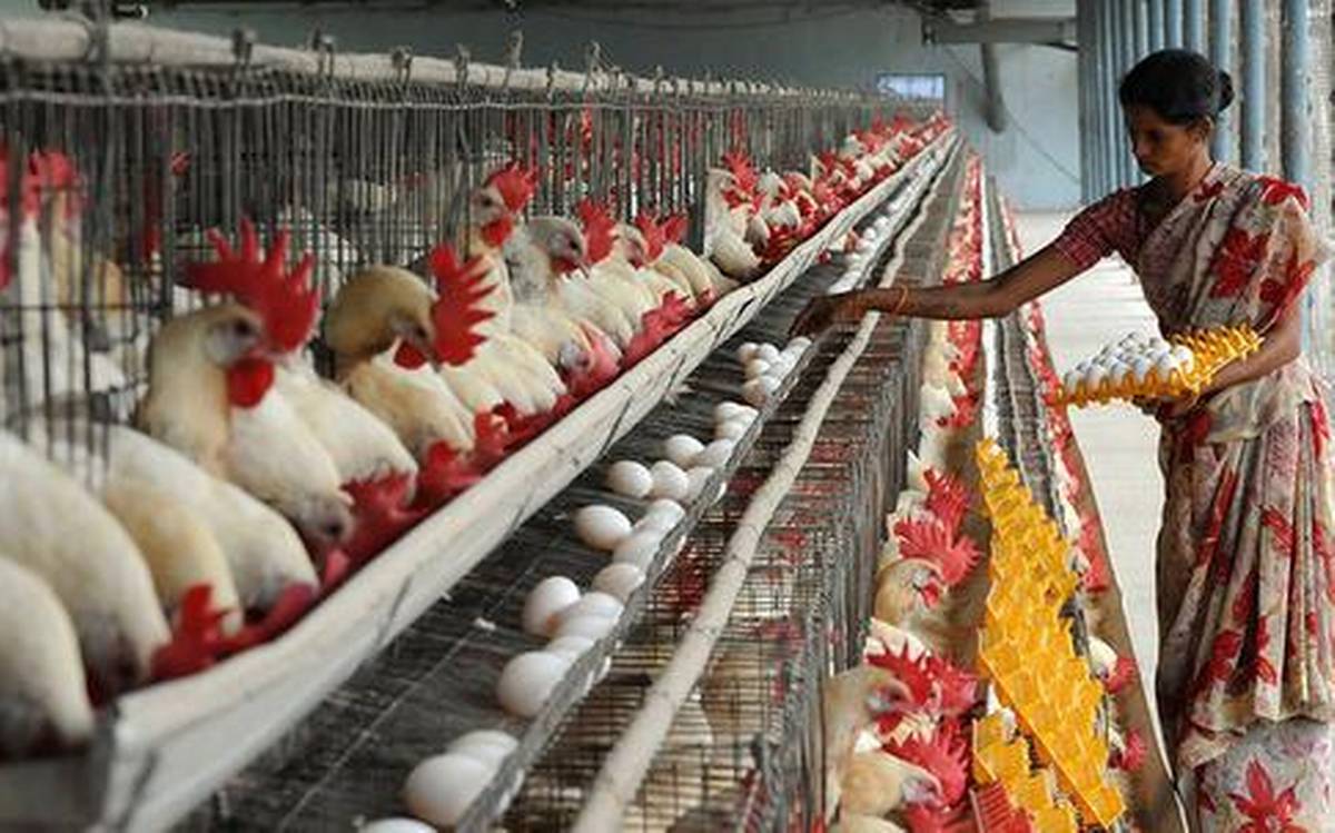 Poultry sector remains worried over $1.36bn maize demand gap despite CBN initiatives