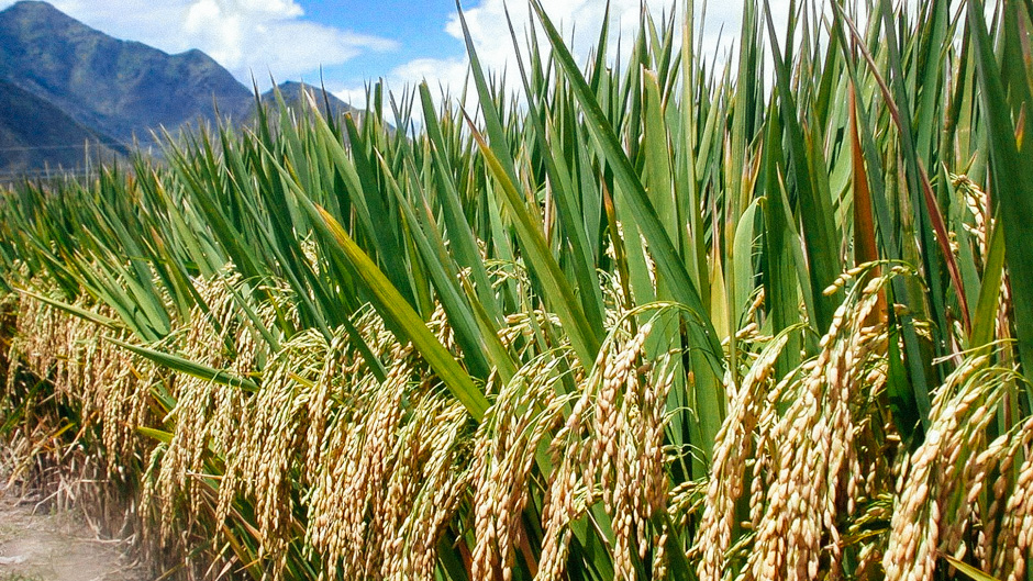 Planting initiative to hire 1,000 adults to boost rice cultivation