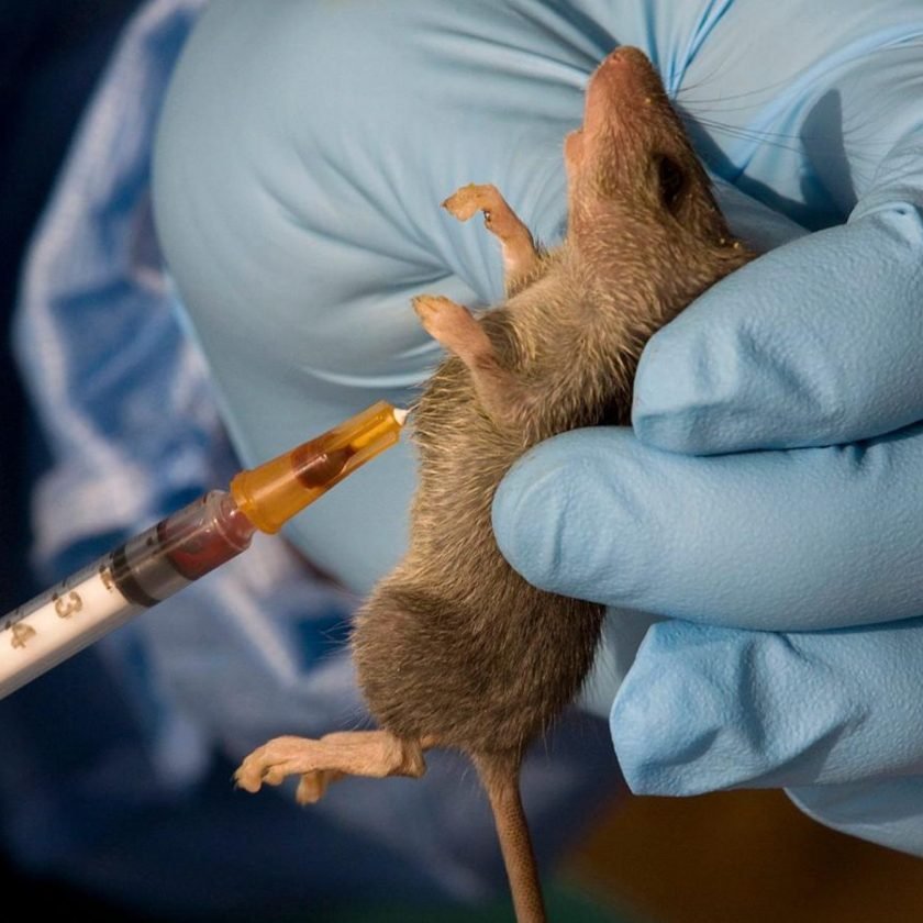 Lassa fever kills WHO doctor
