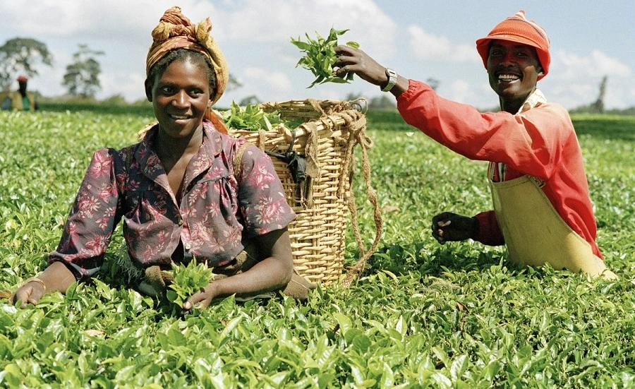 CBN Reports N1.01 trillion Anchor Borrowers Disbursement to Farmers by May