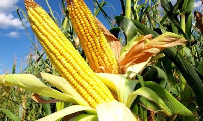 International Maize Price Eases Amidst Global Wheat Supply Chain Trouble