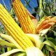 International Maize Price Eases Amidst Global Wheat Supply Chain Trouble