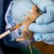 Lassa Fever on the Prowl as Nigeria Loses another 151 in 4 months