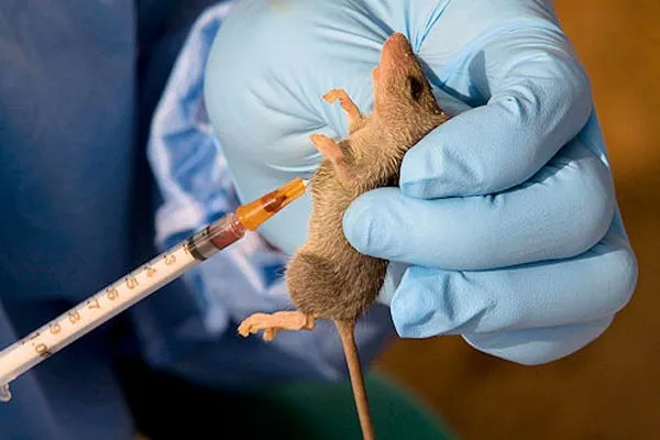 Lassa Fever on the Prowl as Nigeria Loses another 151 in 4 months