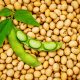 US, Nigeria Collaborate to strengthen Soybean Value-Chain