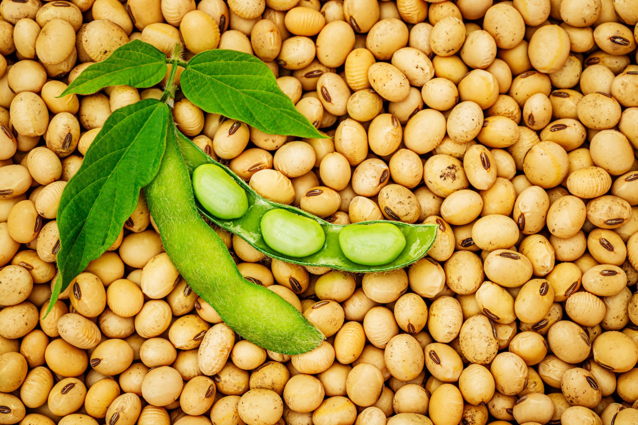 US, Nigeria Collaborate to strengthen Soybean Value-Chain