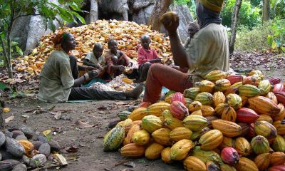 Cocoa Production in Nigeria