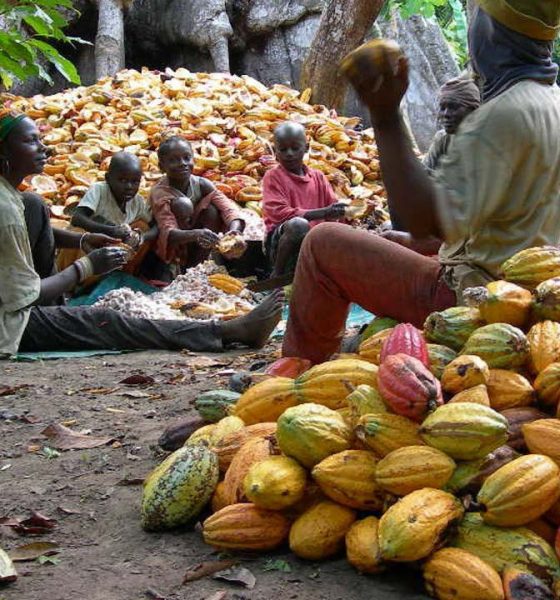 Cocoa exports and Production in Nigeria