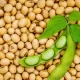 Soybean in Nigeria