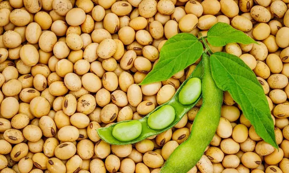 Soybean in Nigeria