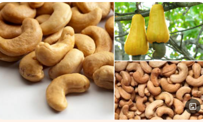 From $250m in 2022, Nigeria Targets $500m from Cashew Exports in 2023